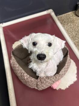 Maltese Dogs Available for Adoption in Baton Rouge, Louisiana - Luther | PetCurious