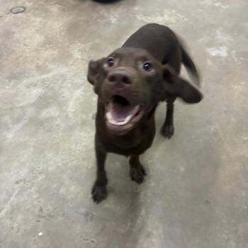 Tippy -  Chocolate Labrador Retriever and Pointer Dog for Adoption in Corbin, Kentucky - Tippy | PetCurious