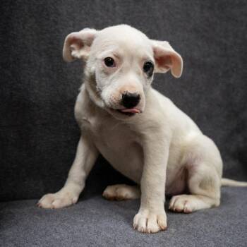 Donkey -  Mixed Breed Dog for Adoption in Cheyenne, Wyoming - Donkey | PetCurious