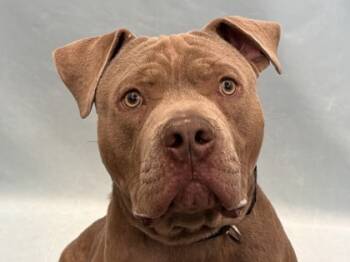 Rescue Pit Bull Terrier and Mixed Breed Dogs for Adoption in Golden Valley, Minnesota - Buddy | PetCurious
