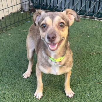 Rescue Chihuahua Dogs for Adoption in Tempe, Arizona - Bender | PetCurious