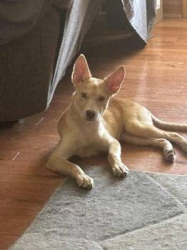 Rescue Husky and Terrier Dogs for Adoption in Plainfield, Illinois - Cupcake | PetCurious