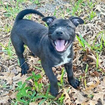 Mixed Breed Dogs Available for Adoption in Gainesville, Florida - Emerald | PetCurious