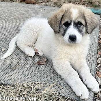 Rescue Great Pyrenees Dogs for Adoption in Beacon, New York - Maitea In OH - Flirty & Fun! | PetCurious