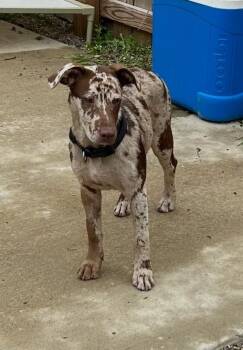 Daisy -  Catahoula Leopard Dog and Manchester Terrier Dog for Adoption - Daisy | PetCurious