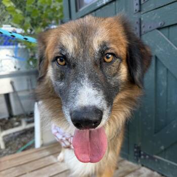 Killian -  Great Pyrenees and Australian Shepherd Dog for Adoption in Columbia, South Carolina - Killian | PetCurious
