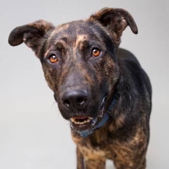 Rescue Shepherd Dogs for Adoption in Palm Springs, California - Brookie | PetCurious