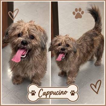 Cappucino -  Shih Tzu and Mixed Breed Dog for Adoption in Zimmerman, Minnesota - Cappucino | PetCurious
