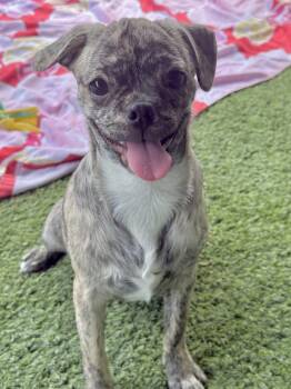 Rescue Pug Dogs for Adoption in Lodi, California - Chloe | PetCurious