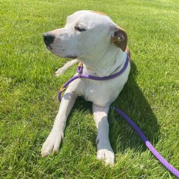 Rescue Pit Bull Terrier Dogs for Adoption in Allegan, Michigan - Pongo | PetCurious