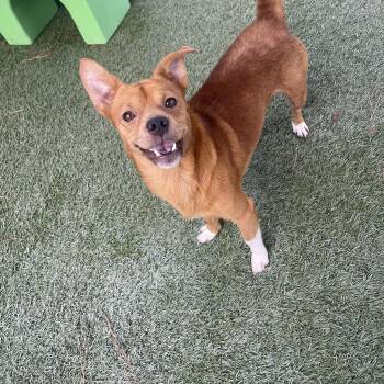 Crockpot -  Terrier Dog for Adoption in Baton Rouge, Louisiana - Crockpot | PetCurious