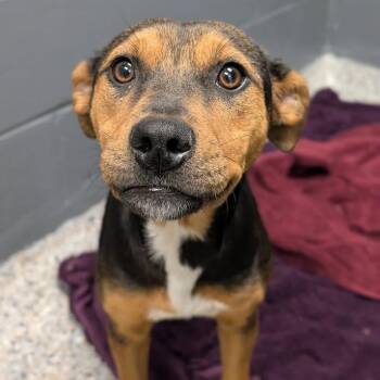 Mixed Breed Dogs Available for Adoption in West Olive, Michigan - Justine | PetCurious