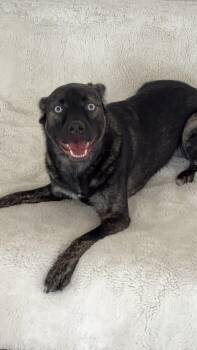 Bella -  Australian Kelpie and Australian Shepherd Dog for Adoption in West Hollywood, California - Bella | PetCurious
