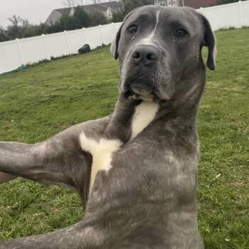 Ermine -  Cane Corso and Mixed Breed Dog for Adoption in Manchester, Pennsylvania - Ermine | PetCurious