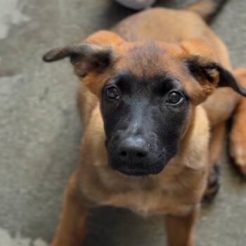 Cinnamon A5782269 -  German Shepherd Dog Dog for Adoption in Middletown, New York - Cinnamon A5782269 | PetCurious