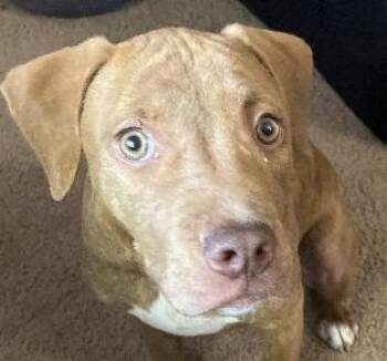 Flanney -  Mixed Breed Dog for Adoption in Rochester, New York - Flanney | PetCurious