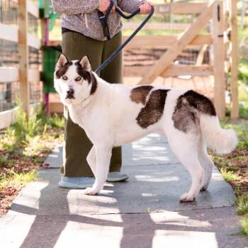Husky Dogs Available for Adoption in Chester Springs, Pennsylvania - Phantom  | PetCurious