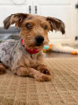 Marvin -  Yorkshire Terrier and Dachshund Dog for Adoption in Shawnee, Oklahoma - Marvin | PetCurious