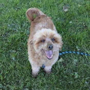 Tracy -  Miniature Poodle Dog for Adoption in Philadelphia, Pennsylvania - Tracy | PetCurious