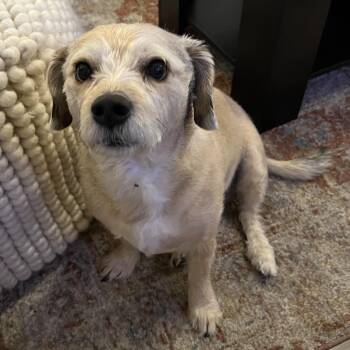 Terrier Dogs Available for Adoption - Willie | PetCurious