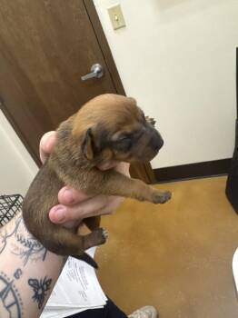 Fletch -  Chihuahua and Dachshund Dog for Adoption in Alafaya, Florida - Fletch | PetCurious