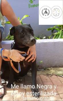 Rescue Black Labrador Retriever and American Bully Dogs for Adoption in Rincón, Rincón - Momma Negra | PetCurious