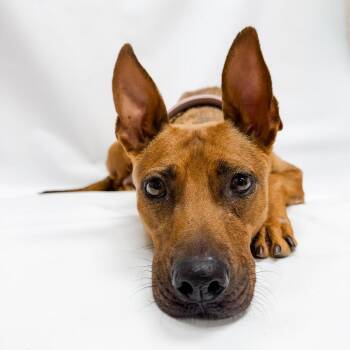 603 (2026) Mama Penny -  Shepherd and Pit Bull Terrier Dog for Adoption in Parker, Colorado - 603 (2026) Mama Penny | PetCurious