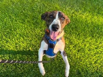 Joker -  Mountain Cur Dog for Adoption - Joker | PetCurious