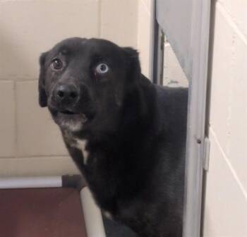 Husky and Labrador Retriever Dogs Available for Adoption in Anchorage, Alaska - BO | PetCurious