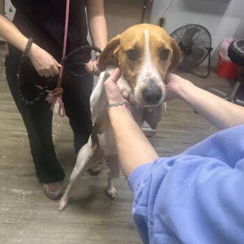 King Julien -  Hound Dog for Adoption in Summerville, South Carolina - King Julien | PetCurious