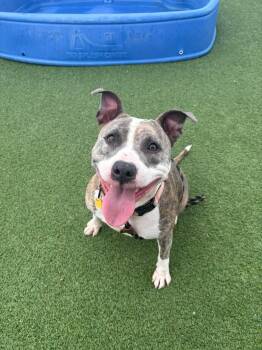 Certina -  Pit Bull Terrier Dog for Adoption in Cleveland, Ohio - Certina | PetCurious