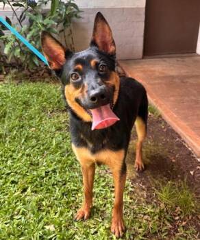 Hades -  German Shepherd Dog and Mixed Breed Dog for Adoption in Honolulu, Hawaii - Hades | PetCurious