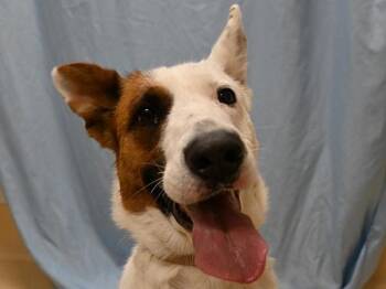 Retta -  Australian Cattle Dog Blue Heeler and Shepherd Dog Available for Adoption in Portland, Oregon - Retta | PetCurious