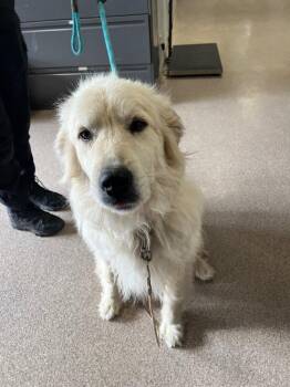 Great Pyrenees Dogs Available for Adoption in Troy, Ohio - Aurora | PetCurious