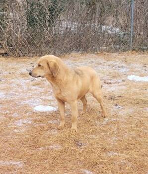 Emma -  Shepherd Dog for Adoption in Lawrenceburg, Tennessee - Emma | PetCurious