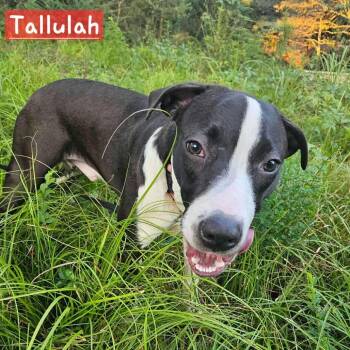 Rescue Mixed Breed Dogs for Adoption in Perryville, Arkansas - Tallulah | PetCurious