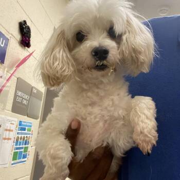 Mixed Breed Dogs Available for Adoption in Memphis, Tennessee - Macho Nacho | PetCurious