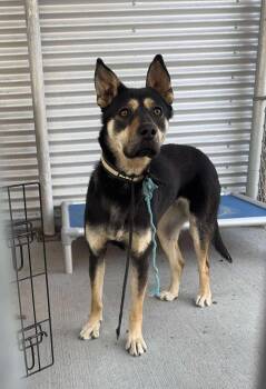 Rescue Shepherd and Husky Dogs for Adoption in Yellowknife, Northwest Territories - Minnow | PetCurious