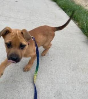German Shepherd Dog and Mixed Breed Dogs Available for Adoption in Fort Collins, Colorado - Lola | PetCurious