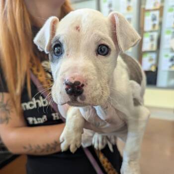 Nubs -  Pit Bull Terrier Dog for Adoption in Lynchburg, Virginia - Nubs | PetCurious