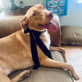 Rescue Yellow Labrador Retriever Dogs for Adoption in Hohenwald, Tennessee - Moana | PetCurious