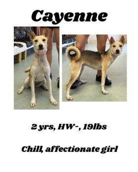 Rescue Husky and Mixed Breed Dogs for Adoption in Albany, Georgia - Cayenne | PetCurious
