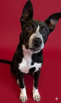 Mixed Breed Dogs Available for Adoption in Jacksonville, Florida - CANDIED YAM | PetCurious