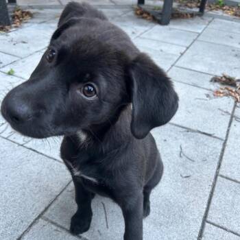 Winnie -  Labrador Retriever Dog for Adoption in Brantford, Ontario - Winnie | PetCurious