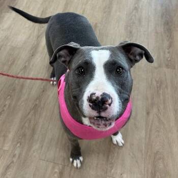 Terrier and Mixed Breed Dogs Available for Adoption - Skye | PetCurious