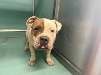 BUBBA -  English Bulldog and Mixed Breed Dog for Adoption in Moreno Valley, California - BUBBA | PetCurious