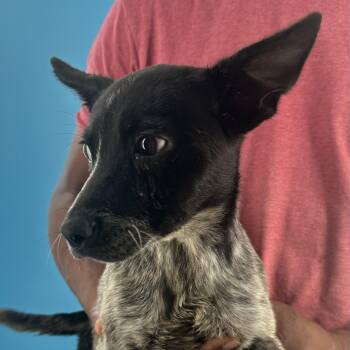 Adela - Local October 9-11 -  Catahoula Leopard Dog Dog for Adoption in Brookshire, Texas - Adela - Local October 9-11 | PetCurious