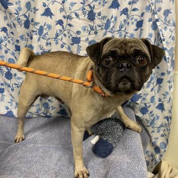 BIGS -  Pug Dog for Adoption in Modesto, California - BIGS | PetCurious
