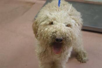 LINDEN -  Mixed Breed Dog for Adoption in Columbia, South Carolina - LINDEN | PetCurious