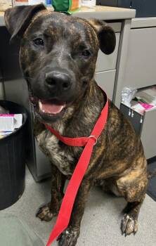 American Staffordshire Terrier Dogs Available for Adoption in Tulare, California - Buster | PetCurious